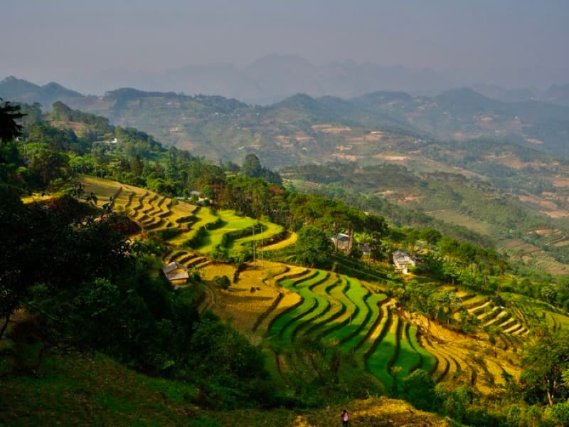 Rice terraces
